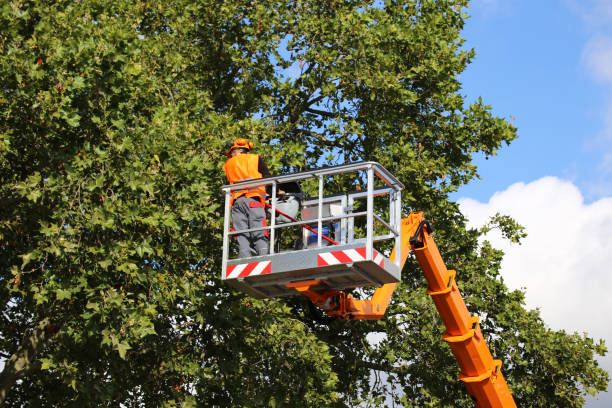 Best Tree Root Removal  in Santa Fe, NM